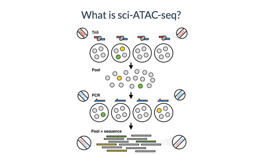 What is sci-ATAC-seq